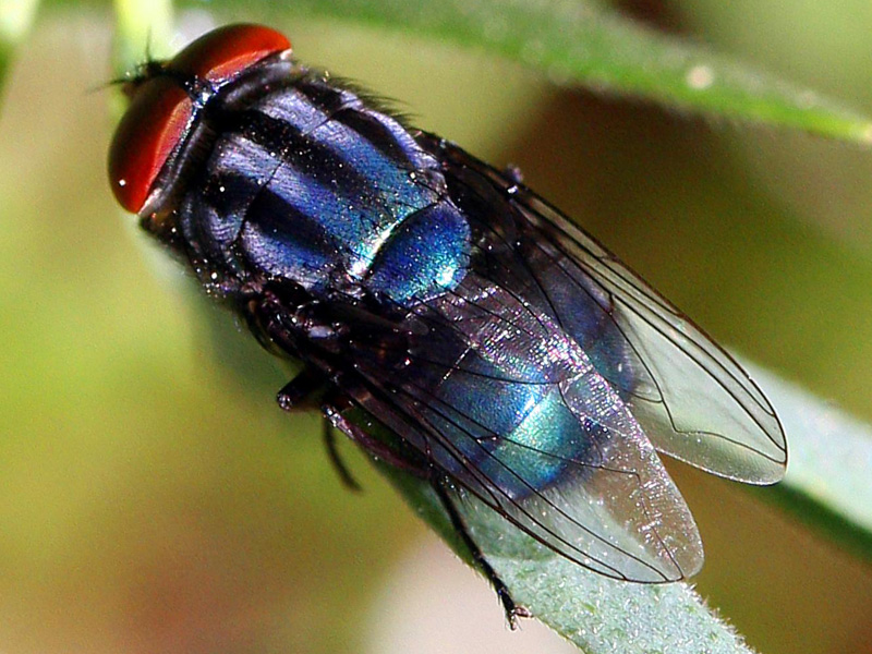 Fliegenbekämpfung Wertingen